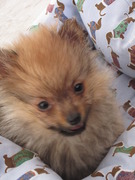 honden foto van Patricia