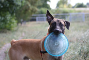 honden foto van Sem