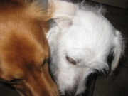 honden foto honden foto van Arna Hendriks