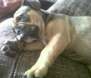 honden foto honden foto van lille