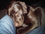 honden foto van Boyd van Waveren