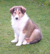 honden foto van Antoine