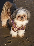 honden foto van Annelies Benji