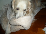 honden foto honden foto van Ingrid