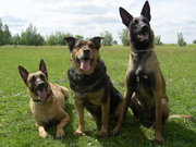 honden foto van Tosca