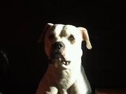 honden foto van BullyJoy