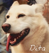 honden foto van puckcherry