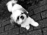 honden foto van Sennah!