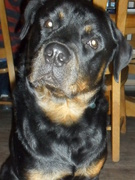 honden foto van Sharon