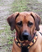 honden foto honden foto van Nicobas