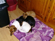 honden foto van karin