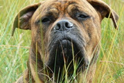 honden foto honden foto van Josca&Bumper