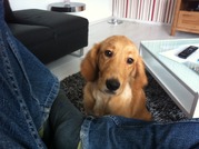 honden foto van Daniël