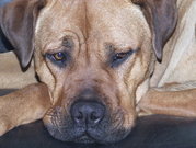 honden foto van Bo Deeben