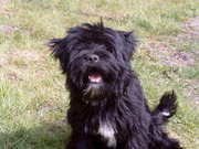 honden foto van tibegizmo