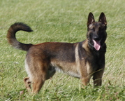 honden foto honden foto van Sylvia