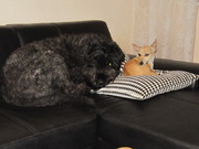 honden foto van Romana