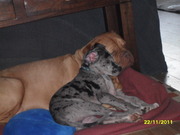 honden foto van Sanne