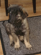 honden foto van cora