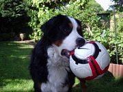 honden foto van Carly Korstanje-Jansen