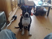 honden foto van eekert