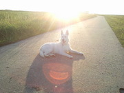 honden foto van sander