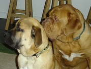 honden foto van Ginny