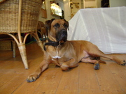 honden foto honden foto van Em