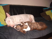 honden foto van norma