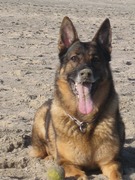 honden foto van Nancy