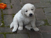 honden foto van iris