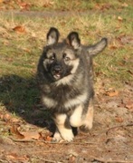 honden foto van Skaya of Dutch Pride