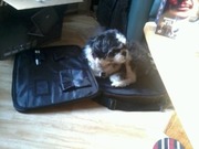 honden foto van eagle