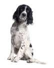 honden foto honden foto van lk