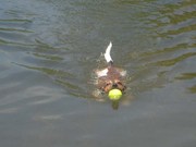 honden foto van sabine