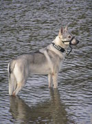 honden foto van lia van dijk