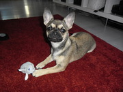 honden foto van Danielle 