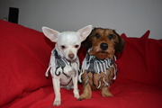 honden foto van Niels & Max