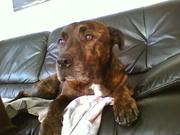 honden foto van lotte