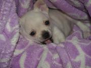 honden foto van cynthia