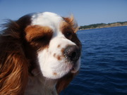 honden foto van Griet