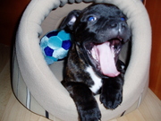 honden foto van wendy