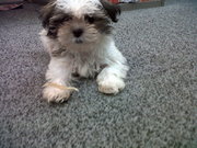 honden foto van Sushi-lover