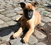 honden foto van kevin