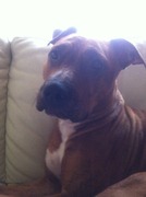 honden foto van dekkers