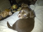 honden foto van natalie