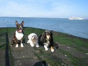 honden foto van yvonne