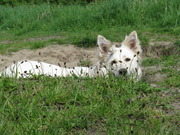 honden foto van Flow