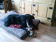 honden foto van Stefan