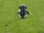 honden foto van valerie de cuyper